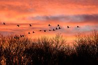 kraanvogels van Andy van der Steen - Fotografie thumbnail