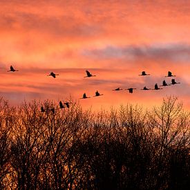 kraanvogels van Andy van der Steen - Fotografie