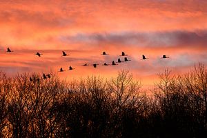 kraanvogels