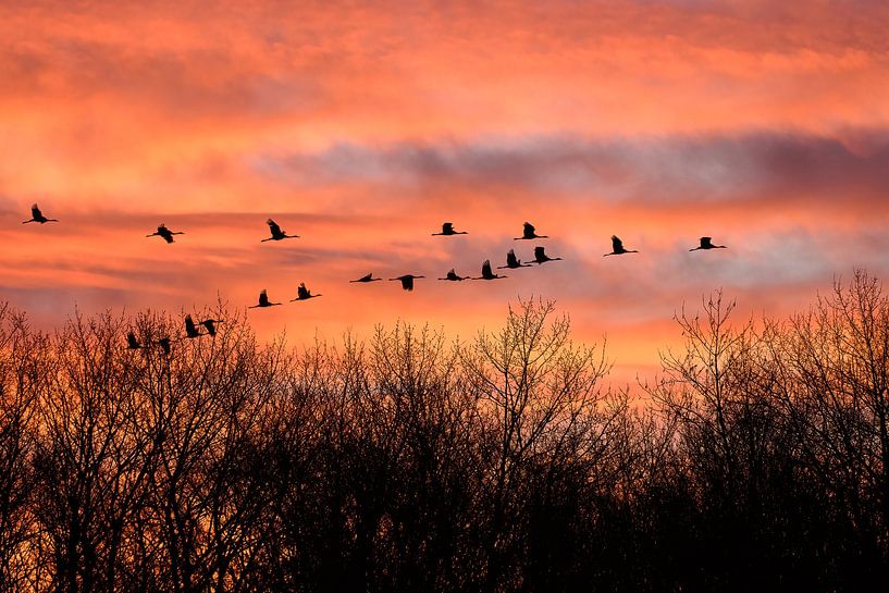 kraanvogels van Andy van der Steen - Fotografie