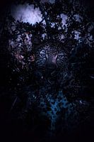 Eyes in the night