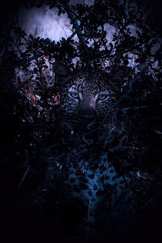 Eyes in the night