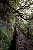 Madeira - Levada