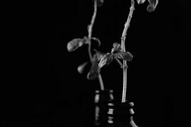 Bare basil 02