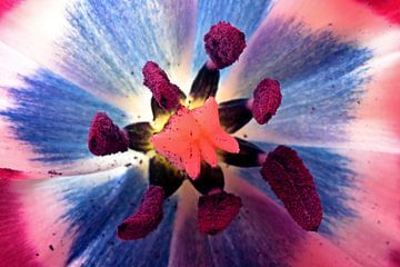 Makro van een tulp in bloei van Eye on You
