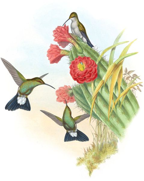 Buffon’s Plumeleteer, John Gould by Hummingbirds
