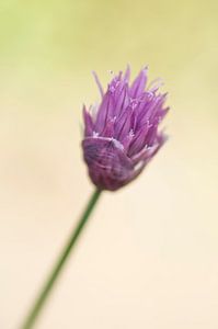 Blume des Schnittlauchs