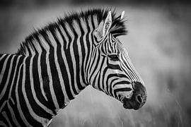 Zebra van Marcel Out