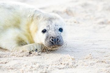 Robbenbaby (Halichoerus grypus) beim Entspannen am Strand der Nordsee von Nisangha