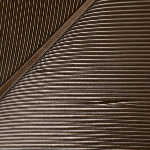 Le jeu des lignes dans une plume