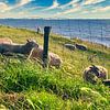 Sheep on the dike by Digital Art Nederland