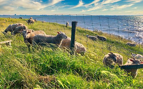 Schapen op de dijk