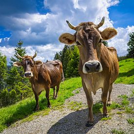 BRAUNVIEH II von Ullrich Gnoth