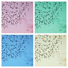 Birds by Bart Houtman