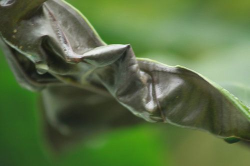 Groene franjes  von Anja van Deursen