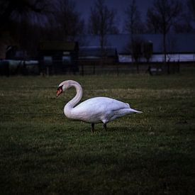 Zwanen gesignaleerd van Veluws