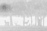 Deer in the fog