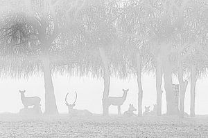 Herten in de mist van Karin Riethoven