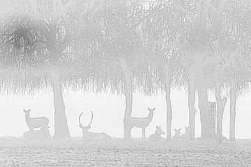 Hirsche im Nebel von Karin Riethoven