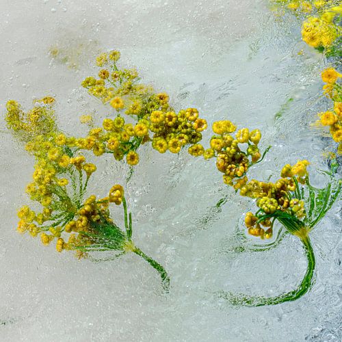 Blumen in Eiscreme