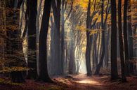 Autumn in the Dutch Forest par Edwin Mooijaart Aperçu