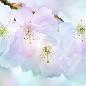 Japanische Kirschblüte von Violetta Honkisz