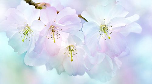 Japanese cherry blossom by Violetta Honkisz