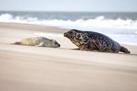 Zeehond samen met pup op het Noordzee strand