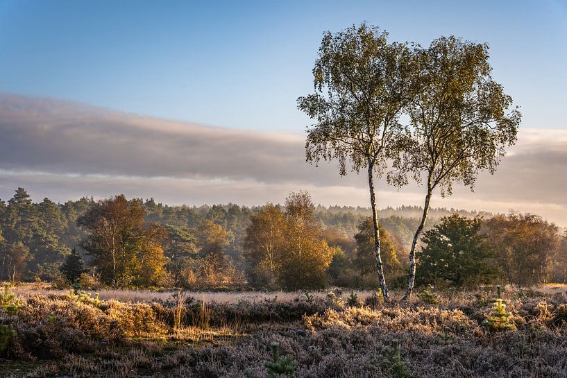 Parc national De Meinweg dans le Limbourg - Pays-Bas par Maurice Meerten