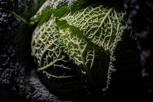 The green cabbage