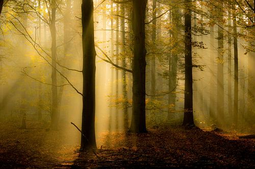 tussen de bomen