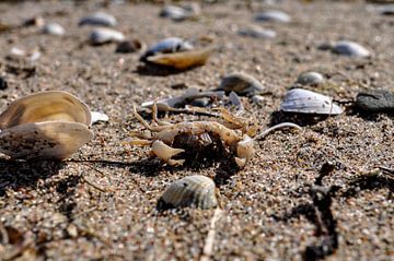 Krebs und Muscheln am Strand in Zudar