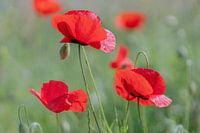 Coquelicots au soleil, avec bokeh