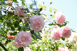 Eine Fülle von rosa Rosen vor blauem Himmel von Evelien Bauwens