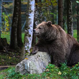 Brown bear by Rudolf Brandstätter