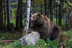 Braunbär