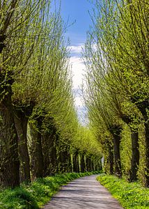 Piste cyclable avec saules têtards, Pays-Bas
