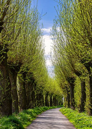 Cycle path with pollard willows, Netherlands