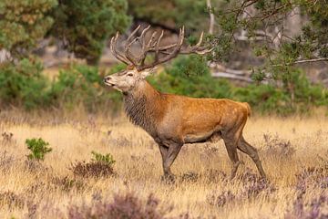 Cerf rouge sur le Hoge Veluwe, Pays-Bas sur Gert Hilbink