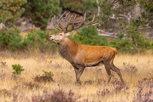 Red deer on the Hoge Veluwe, Netherlands
