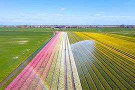 Aerial photo of bulb fields in the Bulb Region in the Netherlands by Eye on You