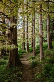 Vertikaler Waldweg im botanischen Garten Koishikawa Kōrakuen in Tokio | Stimmungsvolle Baumallee in Japan von Sanne Dost