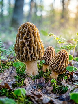 Paddenstoelen - eetbare morilles in het ochtendlicht
