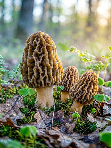 Paddenstoelen - eetbare morilles in het ochtendlicht van Max Steinwald