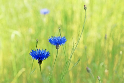 Korenbloemen