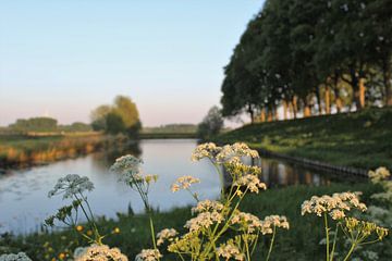 Fluitenkruid van Esther Leijten-Kupers