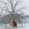 Schotse Hooglander in de sneeuw van Jonai