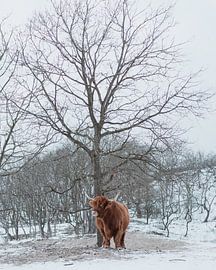 Schotse Hooglander in de sneeuw