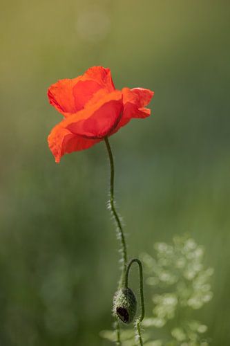 Poppy Happiness