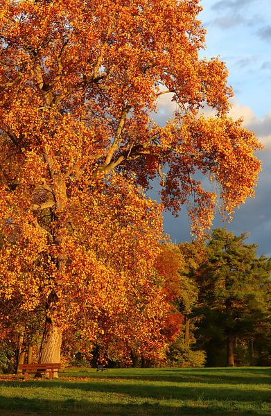 Farbenprächtiger Herbstbaum von Heike Hultsch